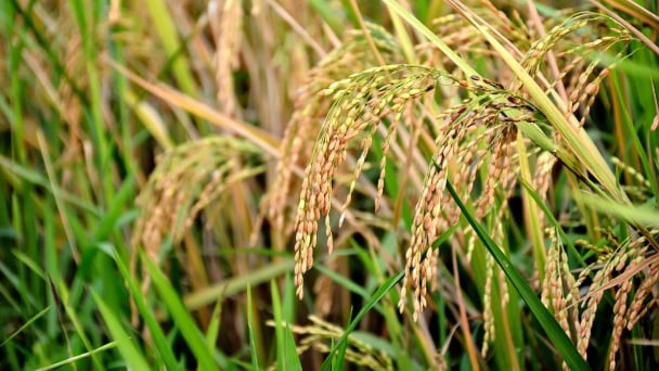 Hà Nội thành lập Hội đồng thẩm định Chương trình Khuyến nông