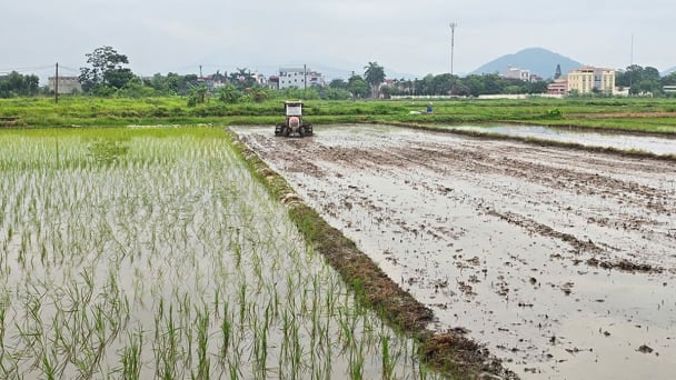 Lưu ý chăm sóc lúa đầu vụ mùa