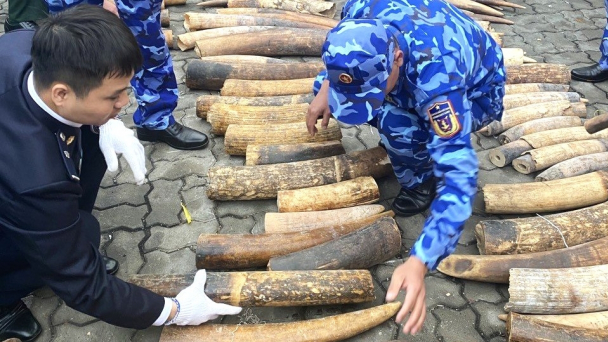 Nhập lậu hơn 600kg ngà voi 'đội lốt' sừng bò, lãnh án 10 năm tù