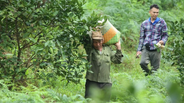 North Central turns its land and water advantages into a fruit brand