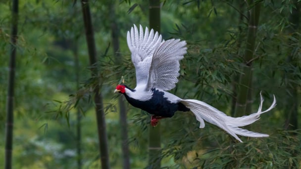 A holistic perspective on conserving rare wildlife in Vietnam