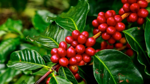 Coffee export reached a record high.