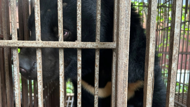 Rescuing a male bear individual named Moonlight in Hanoi