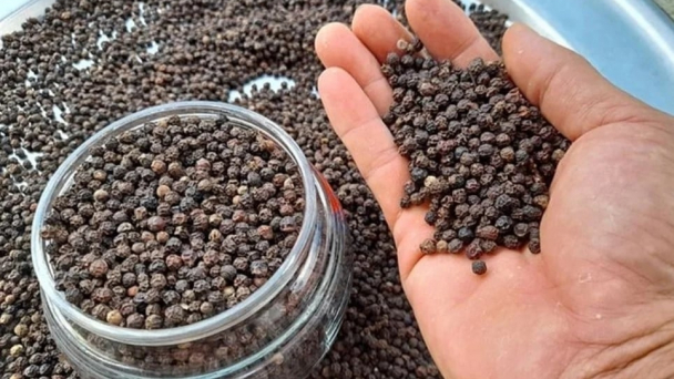 Pepper prices on April 4, 2025: Remain stable