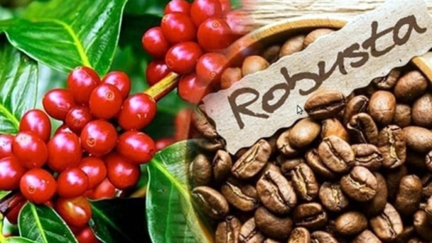Coffee prices on April 8, 2025: Robusta and Arabica prices dropped