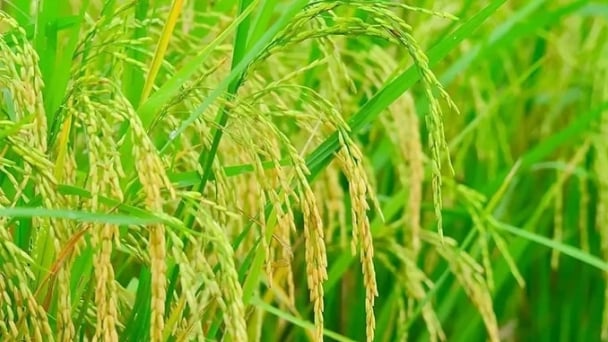Rice prices on May 7, 2025: Paddy slightly declines