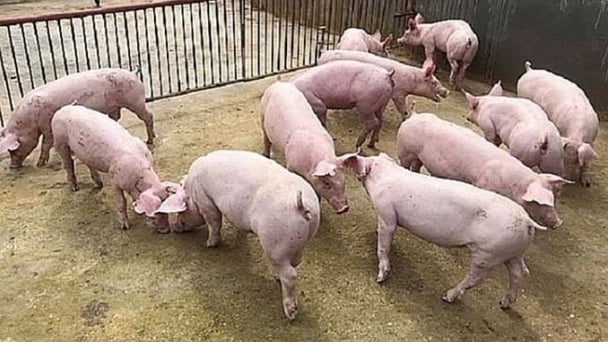 Live pig prices on May 20, 2025: Slight decrease in some areas