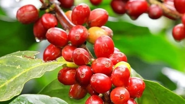 Coffee prices on May 21, 2025: Sharp decline returns