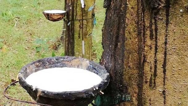 Rubber prices on May 22, 2025: Prices decline across the board