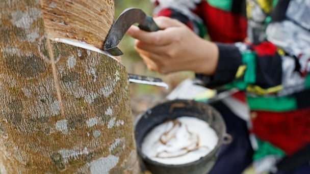 Rubber prices on May 26, 2025: Slight downward trend continues
