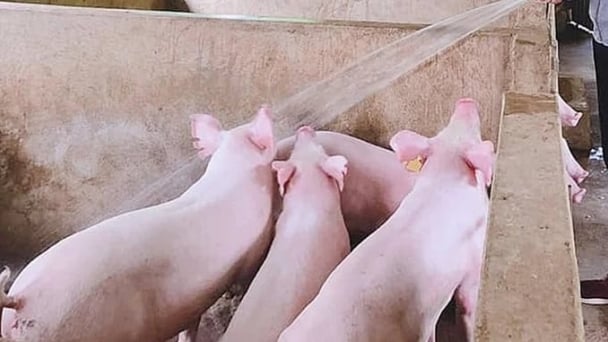 Live pig prices on May 26, 2025: All three regions remain quiet