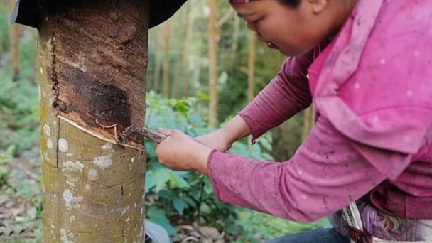 Rubber prices on May 28, 2025: Prices rebound