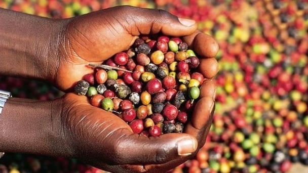 Coffee prices on May 29, 2025: Market drops sharply