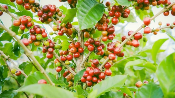 Coffee prices on June 5, 2025: Market rises across the board