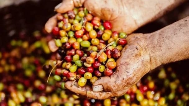 Coffee prices on June 16, 2025: Highest reaches VND 112,500/kg