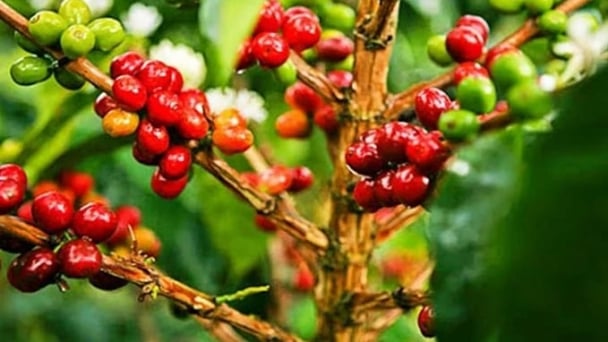 Coffee prices today, June 18, 2025: Arabica drops sharply