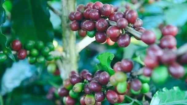 Coffee prices on June 26, 2025: Robusta continues to plunge