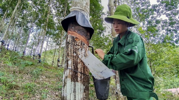 EU rubber exports: Supply chain transparency from smallholder