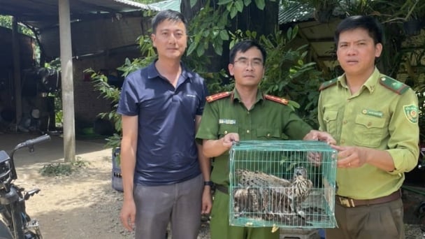 Three rare hawk specimens released back into the wild