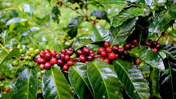Coffee prices on August 25, 2025: Holding at VND 124,000/kg