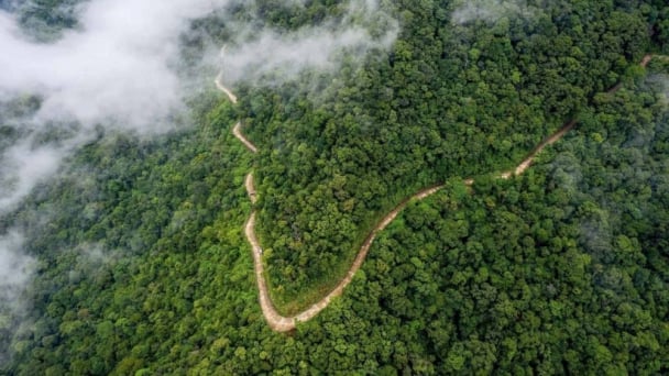 Vietnam to transfer 1 million tons of carbon credit the World Bank