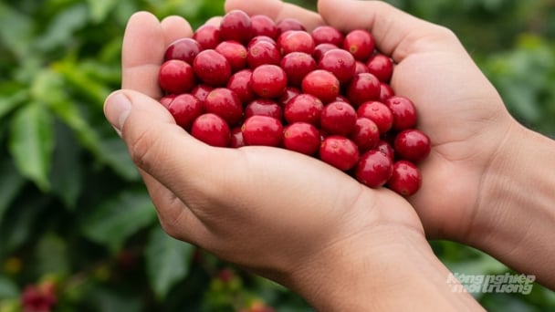 Coffee prices on September 5, 2025: Slight fluctuations