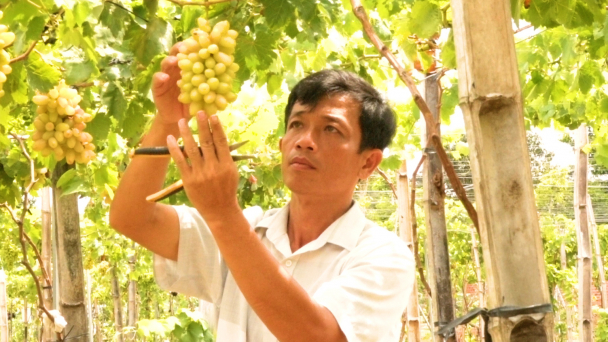 Làng quê vắng vẻ bỗng nhộn nhịp vì vườn nho lớn nhất tỉnh Trà Vinh