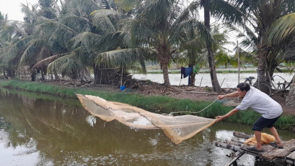 Trà Vinh tìm giải pháp phát triển mô hình nuôi tôm công nghệ cao