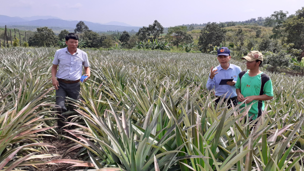 Phân DAP Đình Vũ nâng cao năng suất chất lượng cây dứa