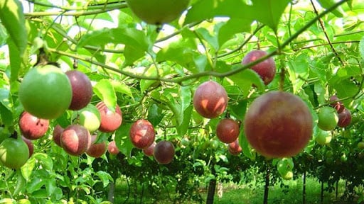 Phân bón DAP Đình Vũ thích hợp với cây chanh dây