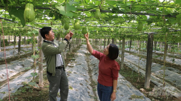 IPM tăng hiệu quả sản xuất, giảm ô nhiễm môi trường