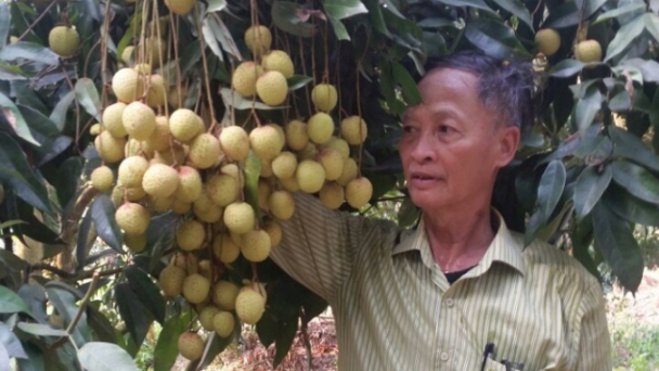 Phòng trừ sâu đục cuống quả vải lai chín sớm
