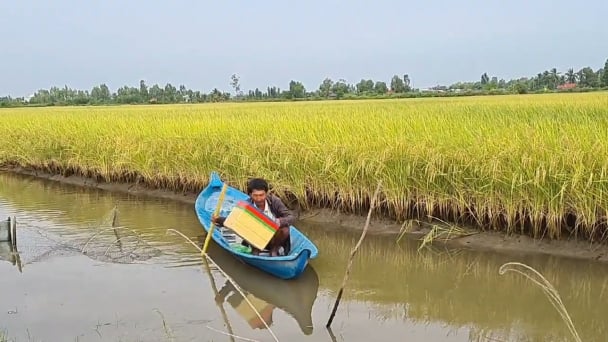 Xu hướng nông nghiệp hữu cơ cho vùng lúa - tôm
