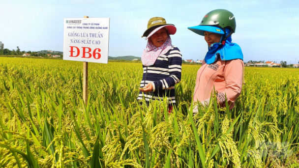 Lúa Vinaseed dần chiếm lòng tin nông dân Quảng Ngãi