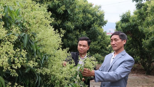 NPK Văn Điển khắc phục nhãn, vải ra quả cách năm