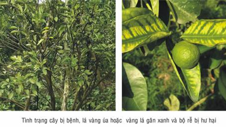 Phòng, trừ sâu bệnh hại trên cây có múi