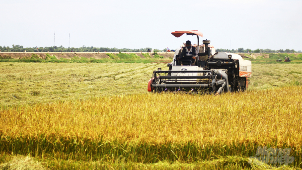 Liên kết trồng 4.000ha lúa hữu cơ, VietGAP