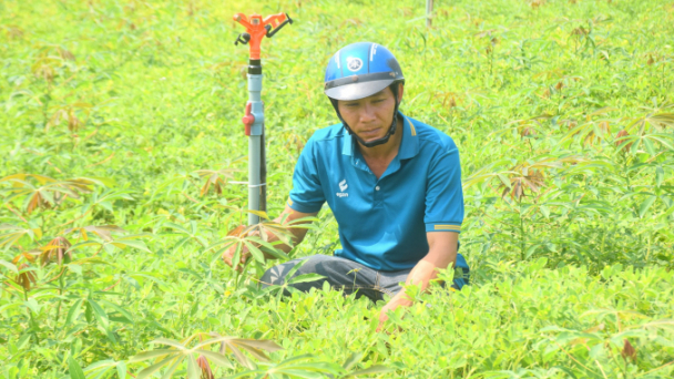 Trồng xen, luân canh mì cho hiệu quả gấp 3 lần độc canh