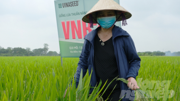 Lúa VNR20 năng suất ổn định 7 - 9 tấn/ha
