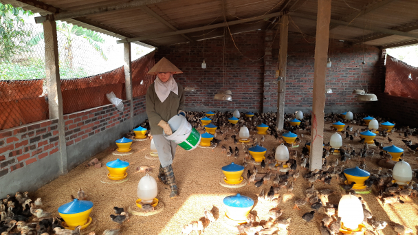 Chăn nuôi nông hộ thích ứng xu thế mới