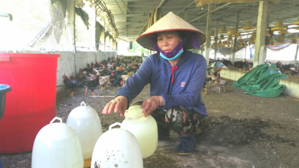 Nông dân ngậm ngùi nhìn gà Mía tăng trên 100.000 đồng/kg
