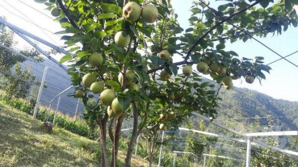 Triển vọng giống lê VH6 cho miền núi phía Bắc