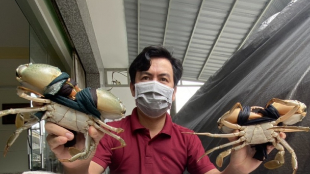 Giá cua biển ĐBSCL tăng mạnh sau khi chợ Bình Điền mở cửa