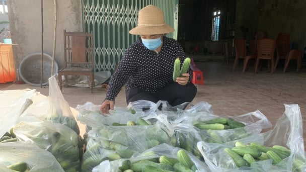 Liên kết trồng dưa chuột bao tiêu đầu ra