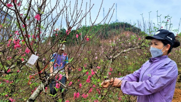 Mai, đào tết ế ẩm từ Nam ra Bắc