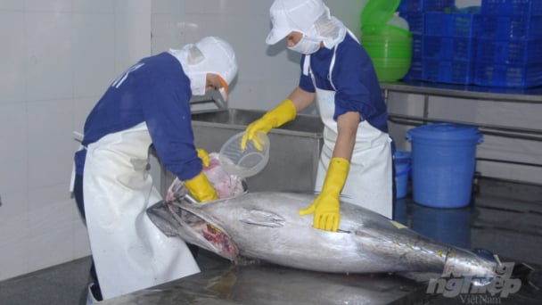 Xuất khẩu cá ngừ sang khối EU tăng trưởng 3 con số