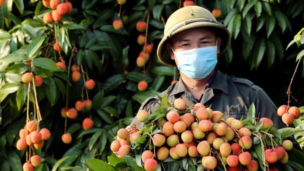 Bắc Giang tạo điều kiện tốt nhất để thương nhân Trung Quốc thu mua vải thiều