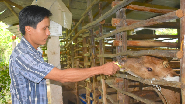 Hợp tác xã nuôi hươu sao lấy nhung chế biến sâu lớn nhất ĐBSCL