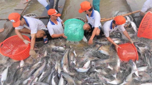 Xuất khẩu cá tra tháng 7 giảm còn 186 triệu USD, thấp nhất 5 tháng
