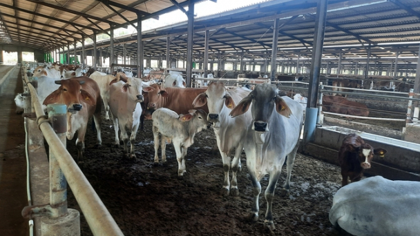 Chọn công nghiệp hóa làm đột phá trong tái cơ cấu chăn nuôi